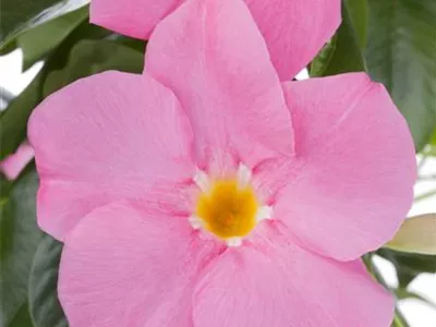 Mandevilla sanderi - Brasiljasmin Mandevilla sanderi - Brasiljasmin