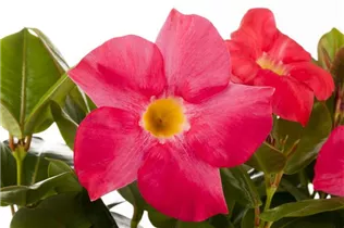Mandevilla sanderi - Brasiljasmin Mandevilla sanderi - Brasiljasmin