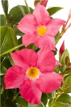 Mandevilla sanderi - Brasiljasmin Mandevilla sanderi - Brasiljasmin