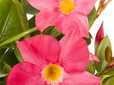 Mandevilla sanderi 'Globe' - Brasiljasmin 'Globe' Mandevilla sanderi 'Globe' - Brasiljasmin 'Globe'