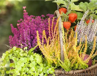 Ab in die Kiste! Herbstliche Deko mit Besenheide Ab in die Kiste! Herbstliche Deko mit Besenheide