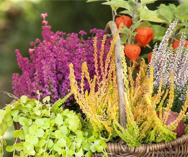 - Ab in die Kiste! Herbstliche Deko mit Besenheide  - Ab in die Kiste! Herbstliche Deko mit Besenheide