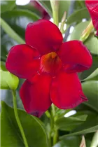 Mandevilla sanderi - Brasiljasmin Mandevilla sanderi - Brasiljasmin