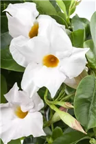 Mandevilla sanderi - Brasiljasmin Mandevilla sanderi - Brasiljasmin