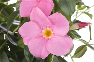 Mandevilla sanderi - Brasiljasmin Mandevilla sanderi - Brasiljasmin
