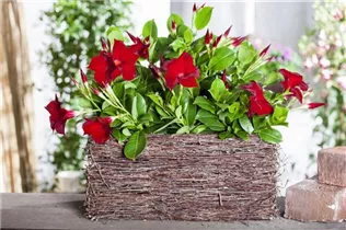 Mandevilla sanderi - Brasiljasmin Mandevilla sanderi - Brasiljasmin