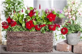 Mandevilla sanderi - Brasiljasmin Mandevilla sanderi - Brasiljasmin