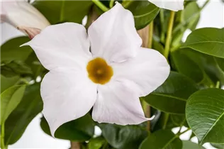 Mandevilla sanderi - Brasiljasmin Mandevilla sanderi - Brasiljasmin