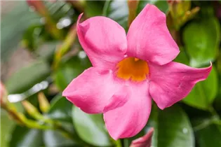 Mandevilla sanderi - Brasiljasmin Mandevilla sanderi - Brasiljasmin