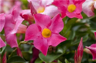 Mandevilla sanderi 'Sundaville'® - Dipladenia 'Sundaville'® Mandevilla sanderi 'Sundaville'® - Dipladenia 'Sundaville'®