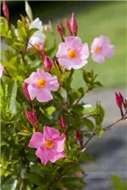 Mandevilla sanderi 'Sundaville'® - Dipladenia 'Sundaville'® Mandevilla sanderi 'Sundaville'® - Dipladenia 'Sundaville'®