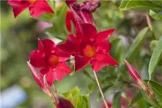 Mandevilla sanderi 'Sundaville® Red' - Dipladenia Mandevilla sanderi 'Sundaville® Red' - Dipladenia