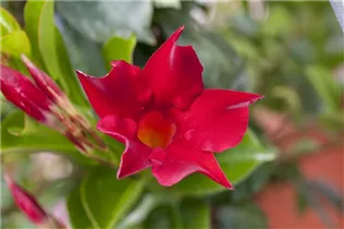 Mandevilla sanderi 'Sundaville® Red' - Dipladenia Mandevilla sanderi 'Sundaville® Red' - Dipladenia