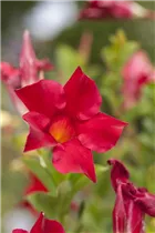 Mandevilla sanderi 'Sundaville® Red' - Dipladenia Mandevilla sanderi 'Sundaville® Red' - Dipladenia
