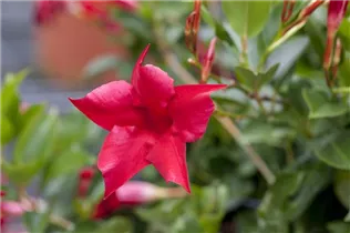 Mandevilla sanderi 'Sundaville'® - Dipladenia 'Sundaville'® Mandevilla sanderi 'Sundaville'® - Dipladenia 'Sundaville'®