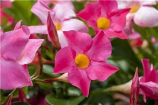 Mandevilla sanderi 'Sundaville'® - Dipladenia 'Sundaville'® Mandevilla sanderi 'Sundaville'® - Dipladenia 'Sundaville'®