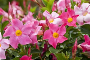 Mandevilla sanderi 'Sundaville'® - Dipladenia 'Sundaville'® Mandevilla sanderi 'Sundaville'® - Dipladenia 'Sundaville'®