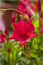 Mandevilla sanderi 'Sundaville'® - Dipladenia 'Sundaville'® Mandevilla sanderi 'Sundaville'® - Dipladenia 'Sundaville'®