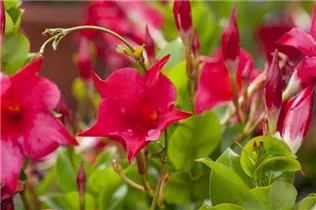 Mandevilla sanderi 'Sundaville'® - Dipladenia 'Sundaville'® Mandevilla sanderi 'Sundaville'® - Dipladenia 'Sundaville'®