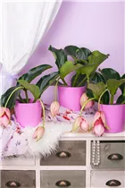 Medinilla magnifica - Medinille Medinilla magnifica - Medinille