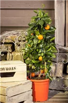 Citrofortunella microcarpa - Calamondin Citrofortunella microcarpa - Calamondin