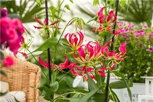 Gloriosa superba 'Rothschildiana' - Ruhmeskrone 'Rothschildiana' Gloriosa superba 'Rothschildiana' - Ruhmeskrone 'Rothschildiana'