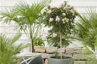 Mediterrane Pflanzen - Mediterrane