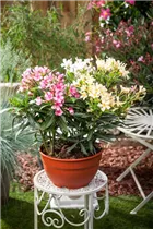 Nerium oleander - Oleander Nerium oleander - Oleander