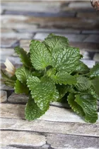 Melissa officinalis 'Relax' - Zitronenmelisse 'Relax'
