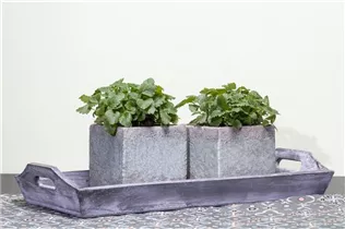 Melissa officinalis - Zitronen-Melisse