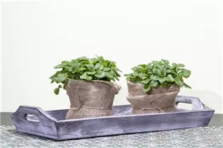 Melissa officinalis 'Relax' - Zitronenmelisse 'Relax'