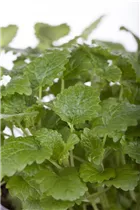 Melissa officinalis - Zitronen-Melisse