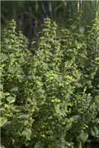 Melissa officinalis - Zitronen-Melisse