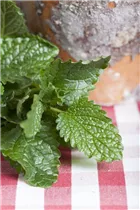 Melissa officinalis - Zitronen-Melisse