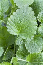 Melissa officinalis - Zitronen-Melisse