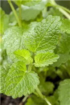 Mentha species - Minze