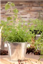 Mentha species - Minze