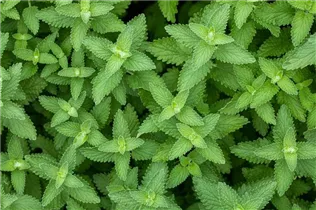 Mentha species - Minze