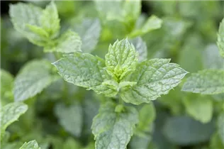 Mentha spicata 'Maroccan' - Marokkanische Minze Mentha spicata 'Maroccan' - Marokkanische Minze