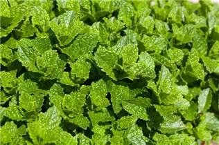 Mentha spicata 'Maroccan' - Marokkanische Minze Mentha spicata 'Maroccan' - Marokkanische Minze