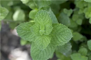 Mentha spicata 'Maroccan' - Marokkanische Minze Mentha spicata 'Maroccan' - Marokkanische Minze