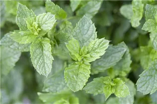 Mentha spicata 'Maroccan' - Marokkanische Minze Mentha spicata 'Maroccan' - Marokkanische Minze