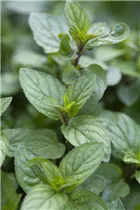 Mentha x piperita 'Chocolate' - Schokoladen-Minze