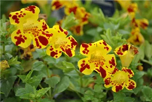 Mimulus luteus 'Grandiflora' - Garten-Gauklerblume