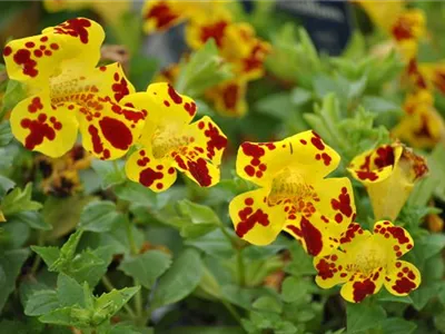 Mimulus luteus 'Grandiflora' - Garten-Gauklerblume Mimulus luteus 'Grandiflora' - Garten-Gauklerblume