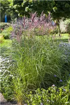 Miscanthus sinensis - Garten-Chinaschilf Miscanthus sinensis - Garten-Chinaschilf