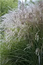 Miscanthus sinensis - Garten-Chinaschilf Miscanthus sinensis - Garten-Chinaschilf