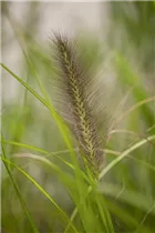 Miscanthus sinensis - Garten-Chinaschilf Miscanthus sinensis - Garten-Chinaschilf