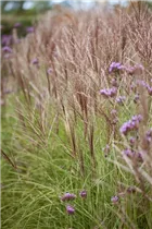 Miscanthus sinensis - Garten-Chinaschilf Miscanthus sinensis - Garten-Chinaschilf