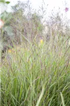 Miscanthus sinensis - Garten-Chinaschilf Miscanthus sinensis - Garten-Chinaschilf